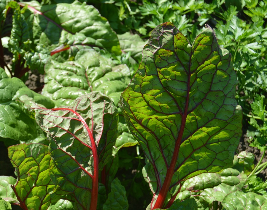 Swiss Chard