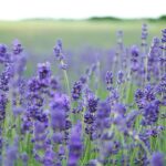 Lavender : Mosquito repellent plants indoor
